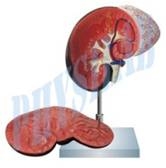 HUMAN KIDNEY