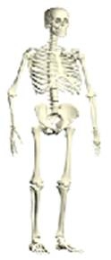 HUMAN SKELETON