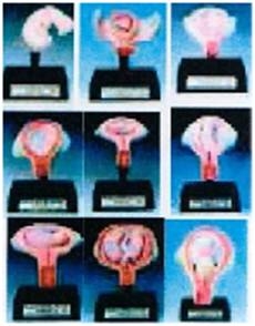 HUMAN EMBRYOLOGY MODELS