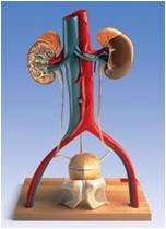 MODEL OF URINARY EXCRETION